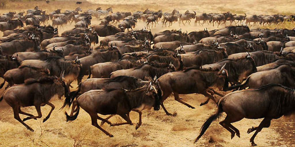 Covid-19, market turmoil, prompt move to SMSFs