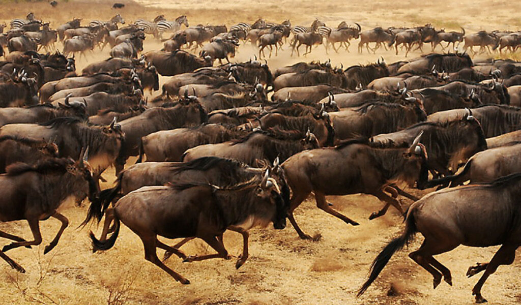 Covid-19, market turmoil, prompt move to SMSFs