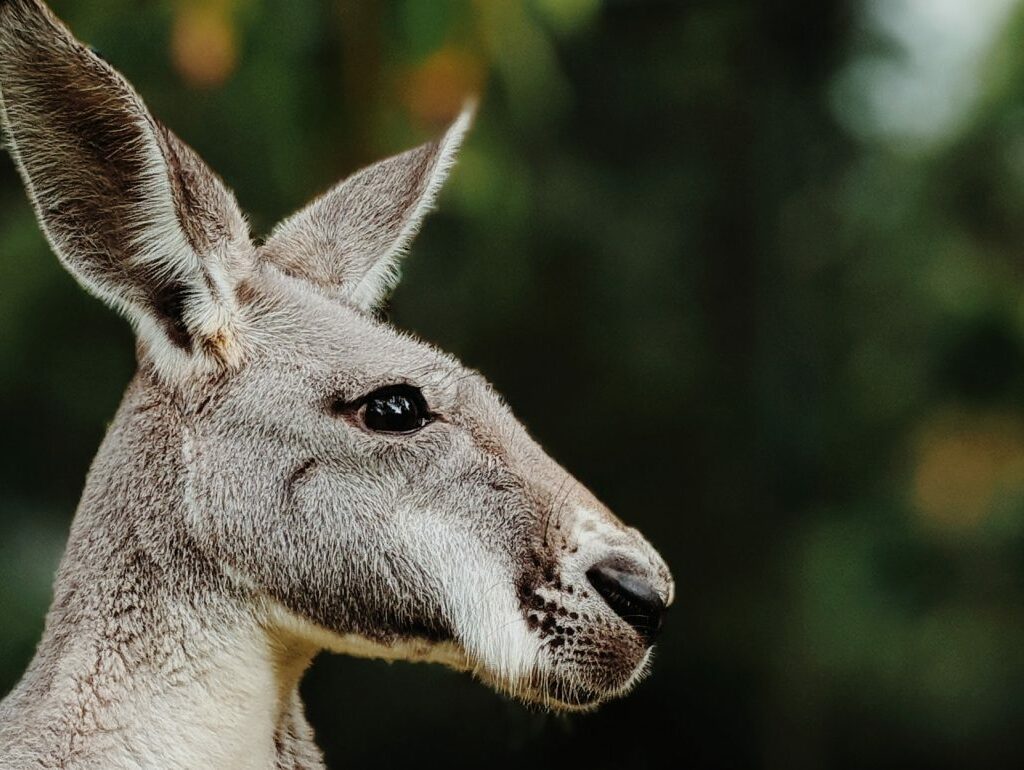 Investors want more Kangaroos in the top paddock