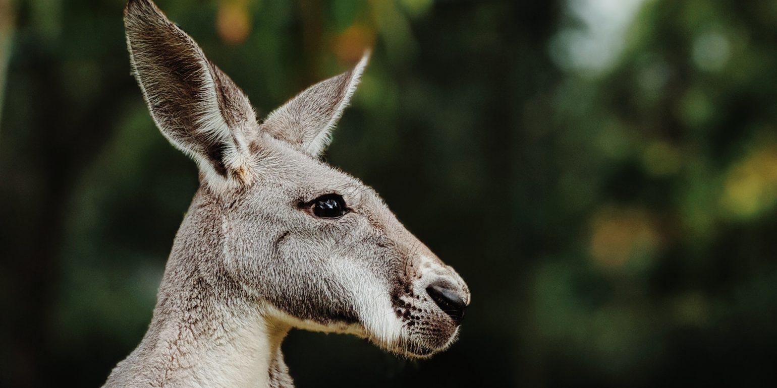 Investors want more Kangaroos in the top paddock