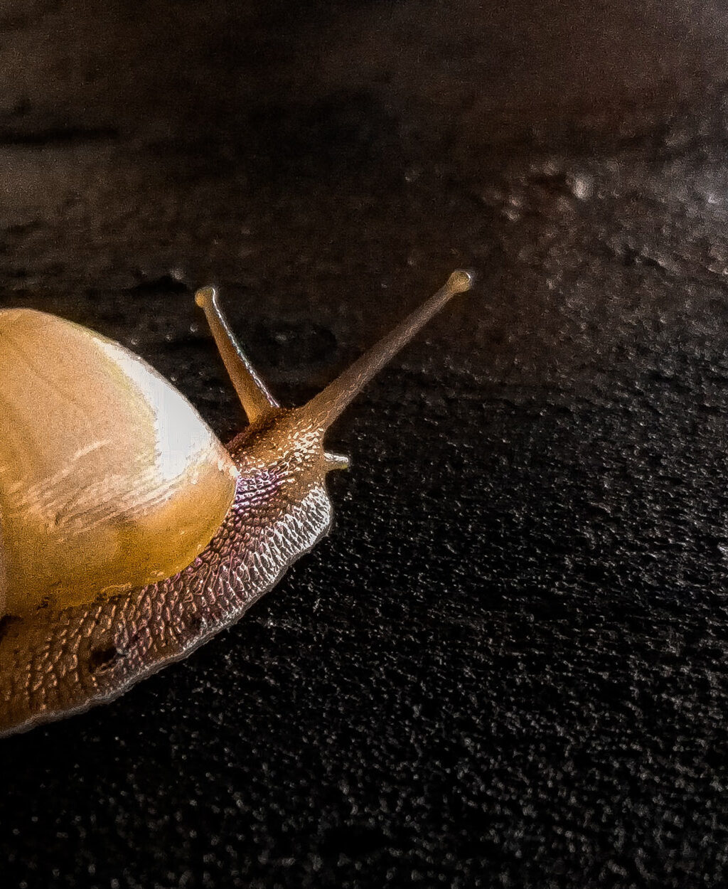 Eaton Vance Monthly Market Monitor