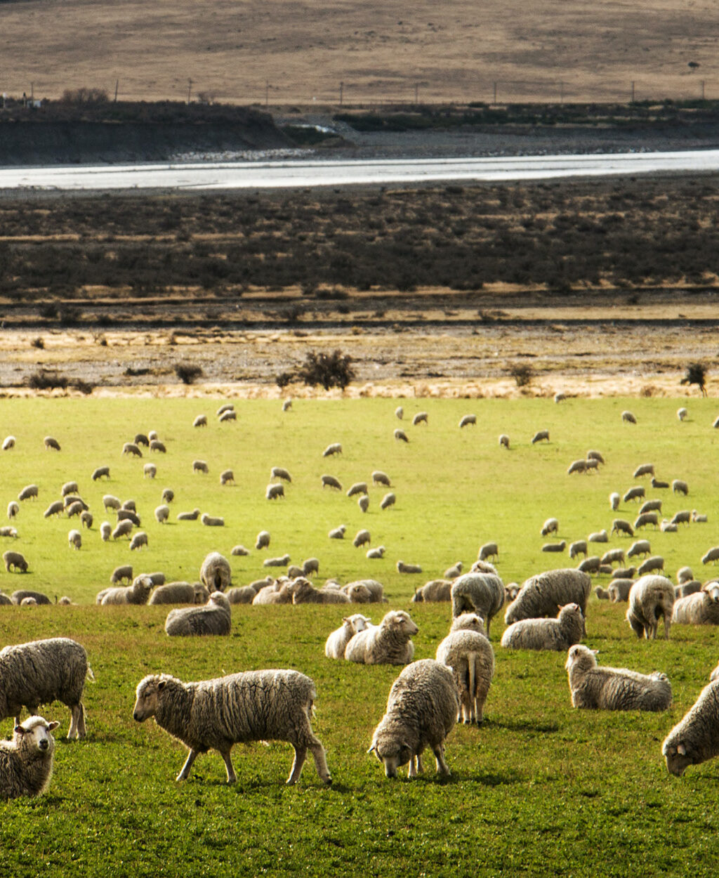 Howlin’s Research IP to expand into NZ