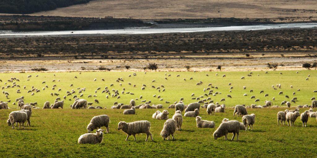 Howlin's Research IP to expand into NZ