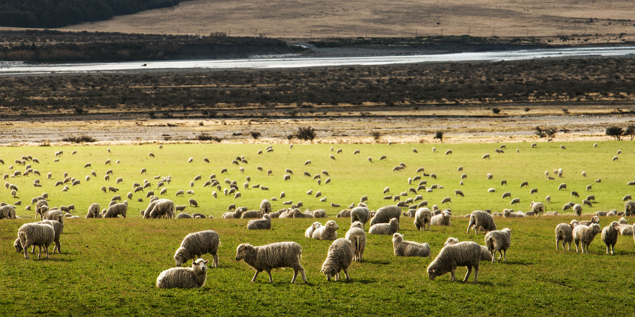 Howlin’s Research IP to expand into NZ