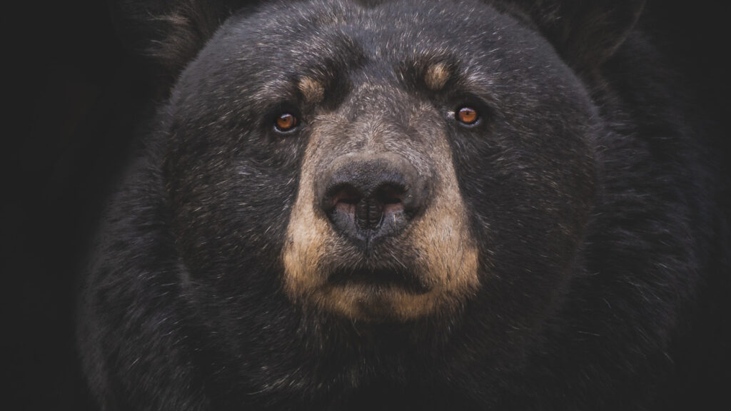 The Bear Is Backâ€”Now What?