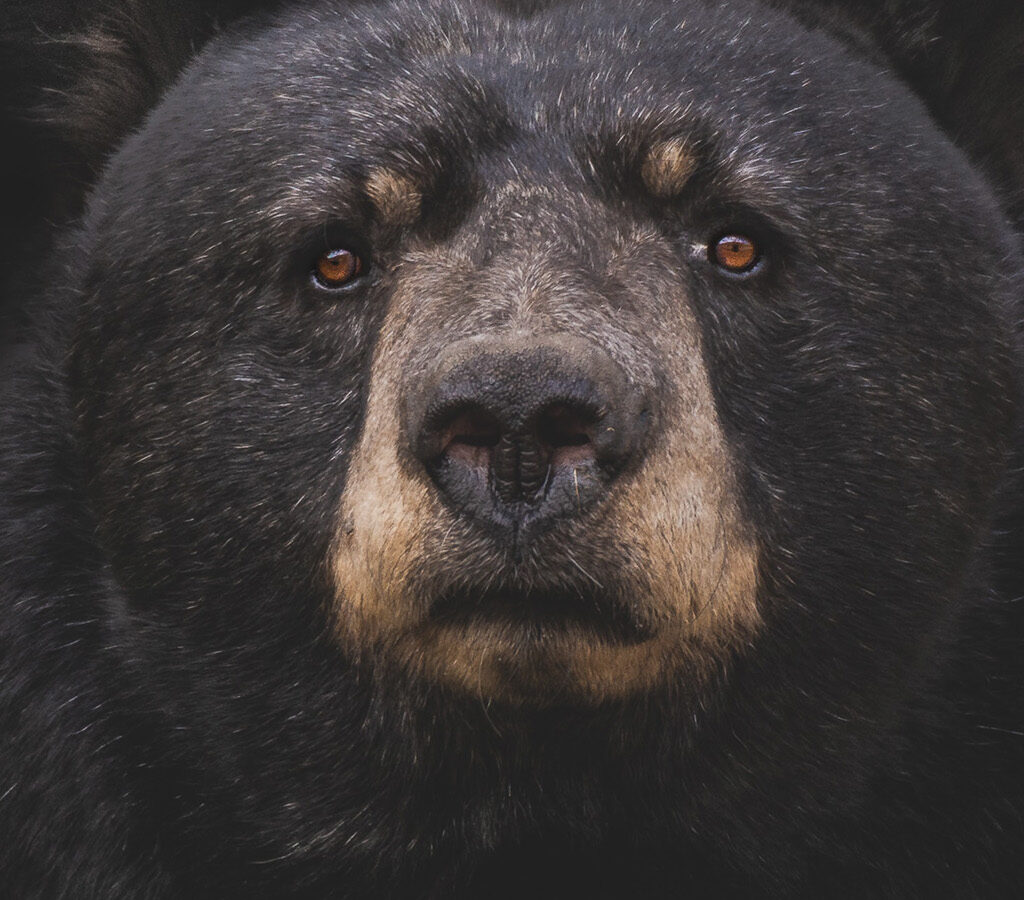 The Bear Is Backâ€”Now What?
