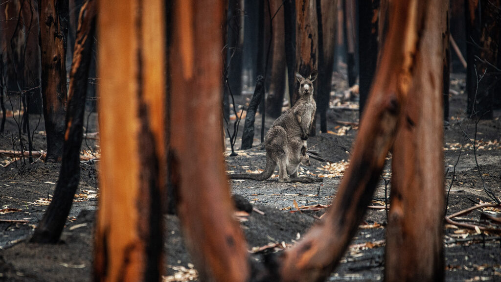 FPA flags tax deductibility and removing duplication in QAR submission