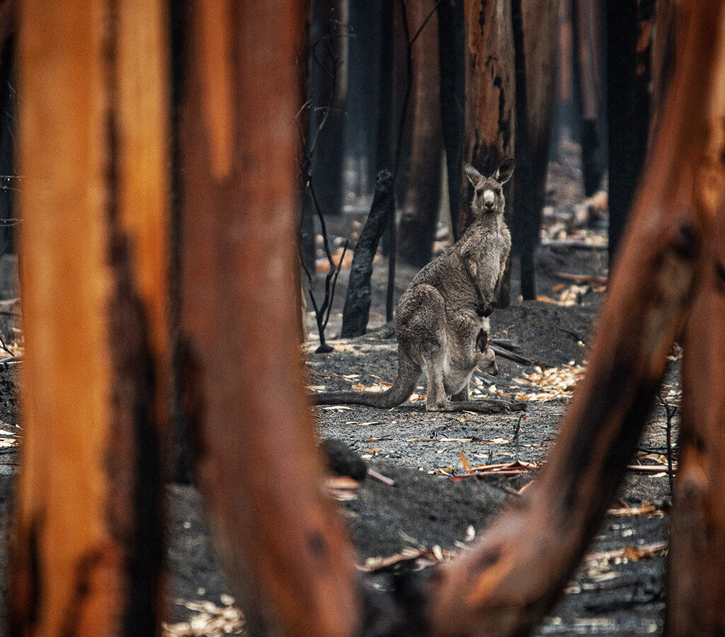 FPA flags tax deductibility and removing duplication in QAR submission