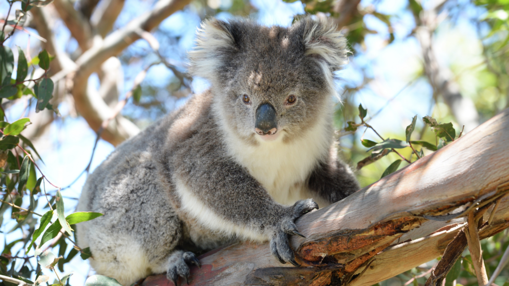 Australian Ethical dumps Lendlease over koala habitat concerns