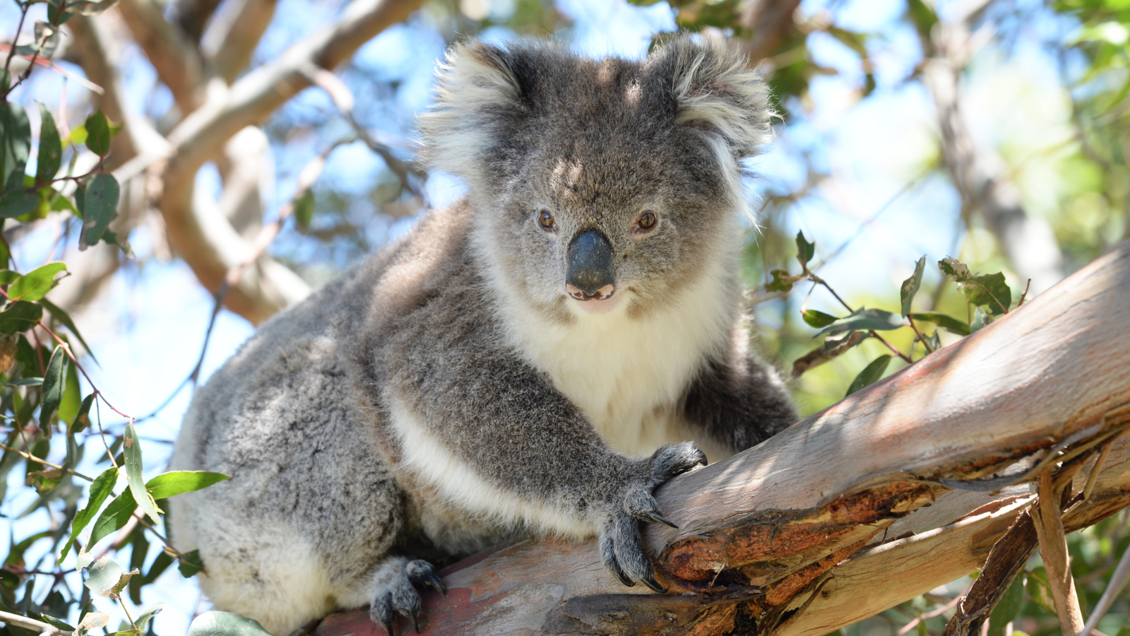 Australian Ethical dumps Lendlease over koala habitat concerns