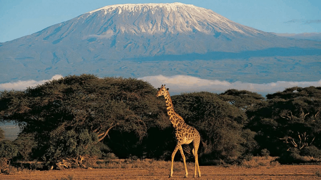 Broadway, financial advice and Kilimanjaro: The Anne Graham story