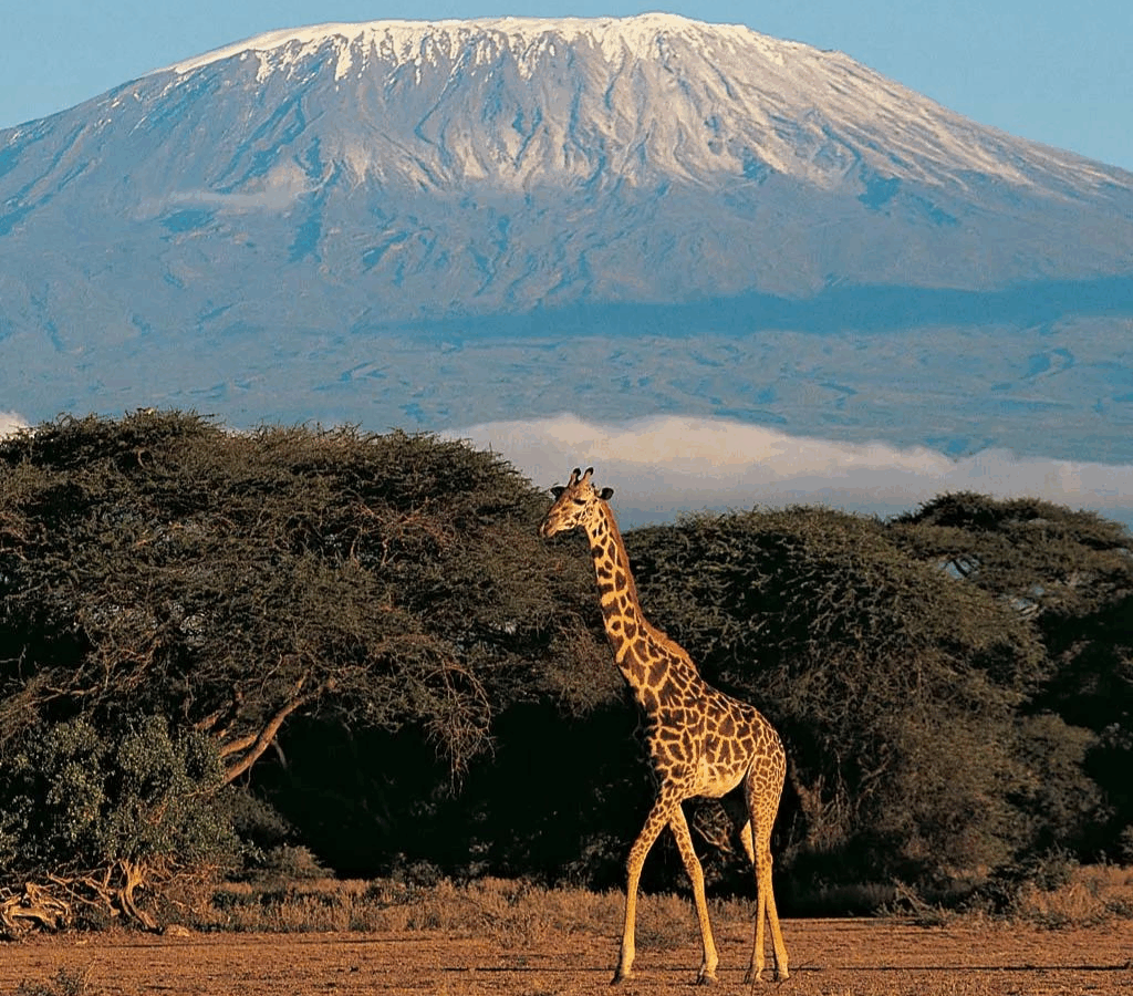 Broadway, financial advice and Kilimanjaro: The Anne Graham story