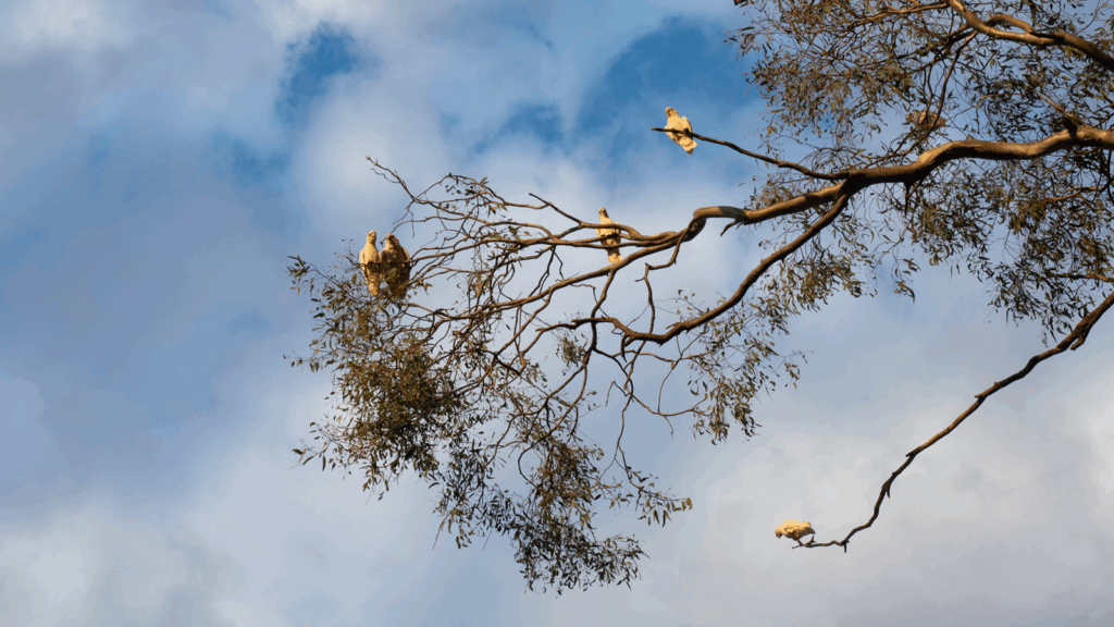 The dead parrot of financial planning