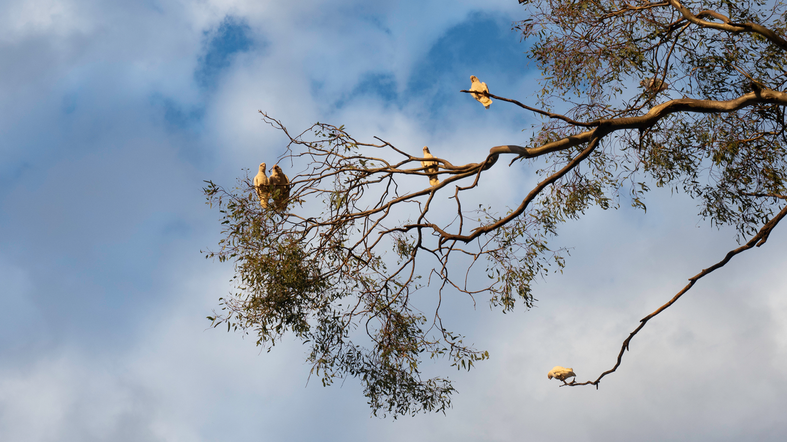 The dead parrot of financial planning