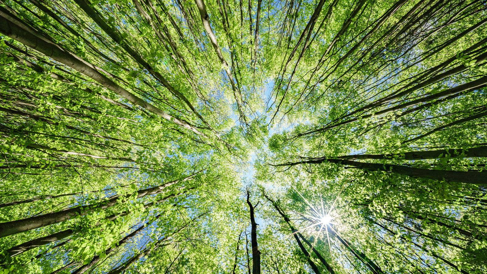 Biodiversity fund to target high-net-worth investors, family offices